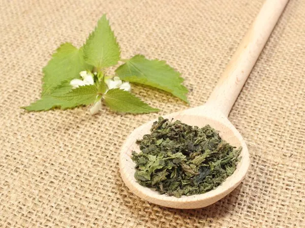 What Stinging nettle leaf looks like as a TCM ingredient