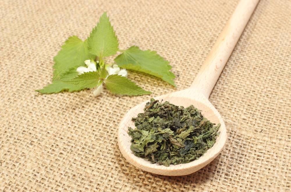 Xun Ma (Stinging nettle leaves) as TCM ingredient