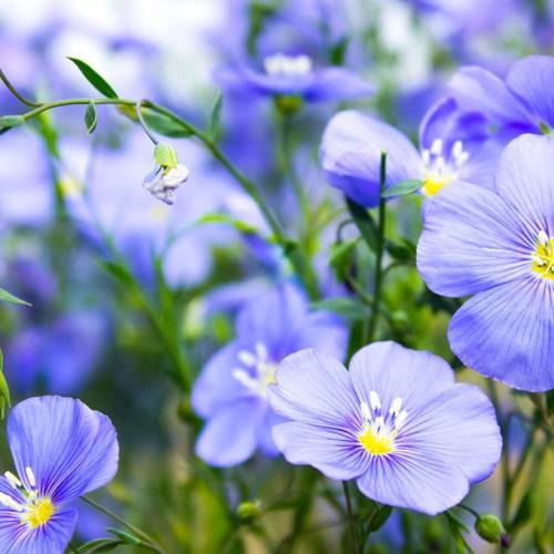 Ya Ma Zi (Flax seeds) plant