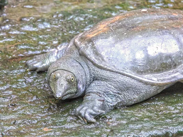 What the Softshell turtle shell plant looks like
