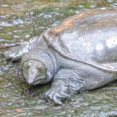 Softshell turtle shell