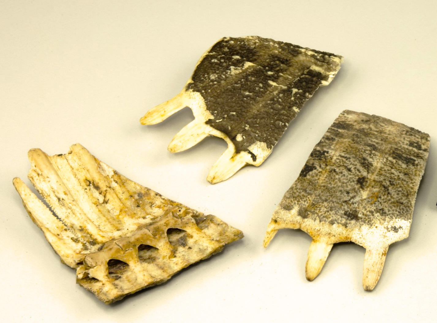 Bie Jia (Softshell turtle shells) as TCM ingredient