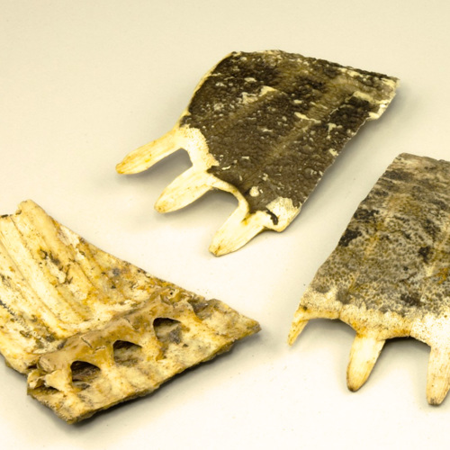 Bie Jia (Softshell turtle shells) as TCM ingredient