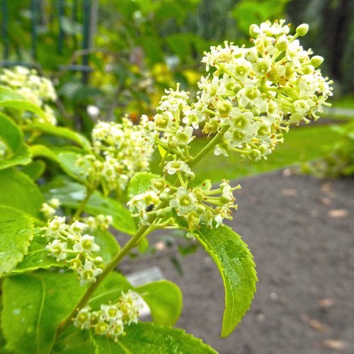 Lei Gong Teng (Thunder god vines) plant