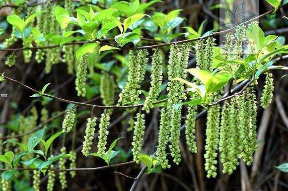 Xiao Tong Cao (Stachyurus stem piths) plant