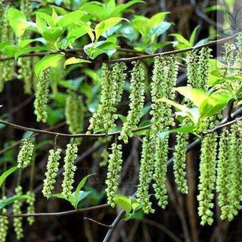 Xiao Tong Cao (Stachyurus stem piths) plant