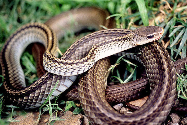Wu shao she (Black-tail snakes) plant
