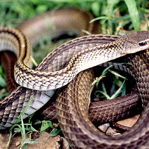Wu shao she (Black-tail snakes) plant