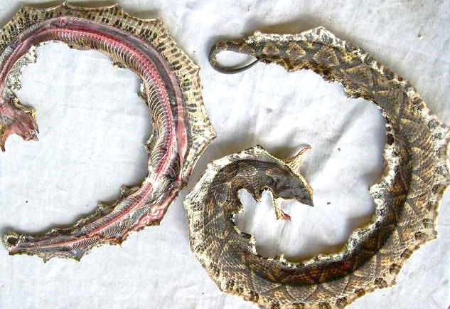 Fu she (Viper snakes) as TCM ingredient