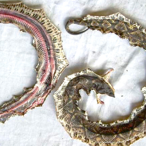 Fu she (Viper snakes) as TCM ingredient