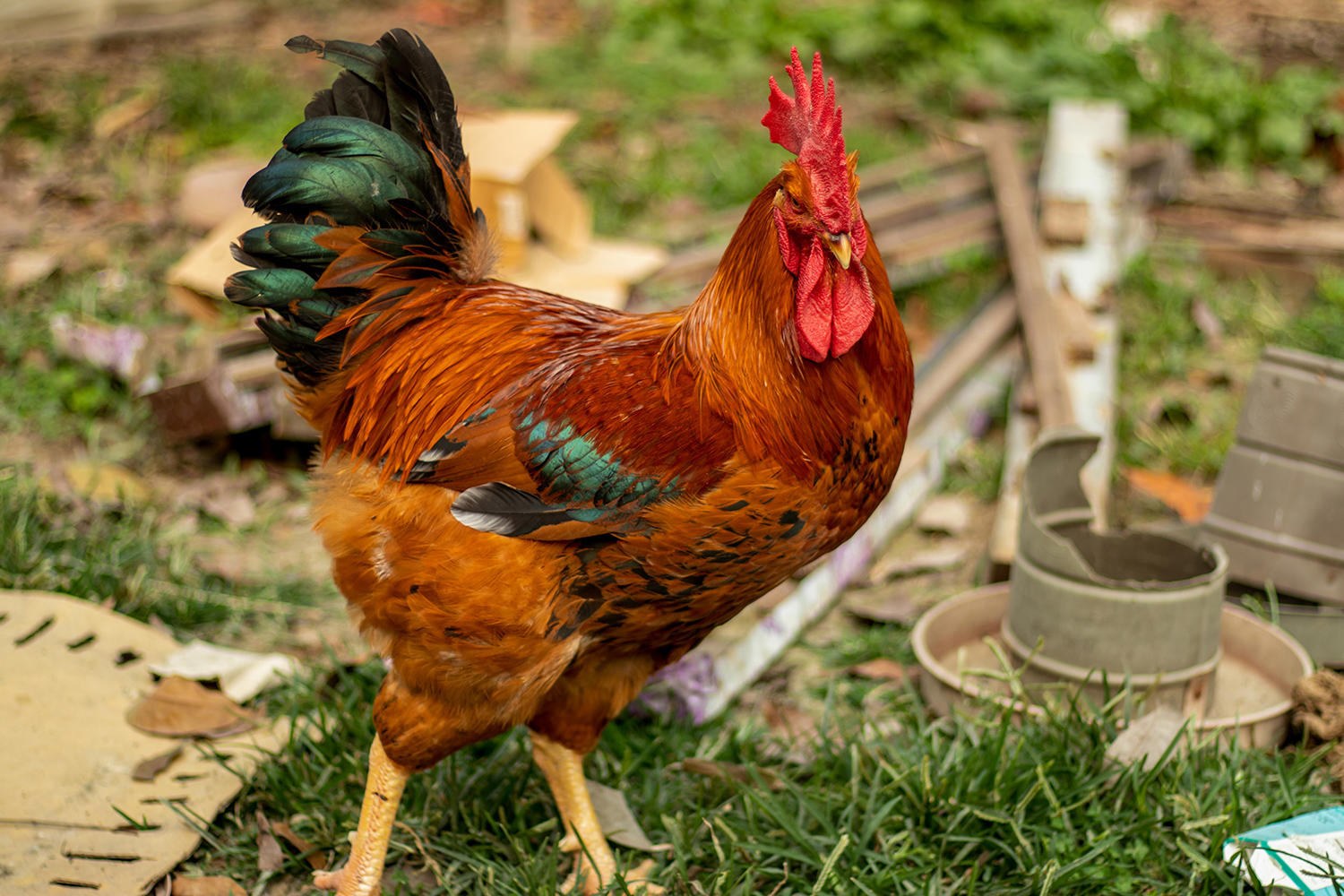 Ji nei jin (Chicken gizzard skins) plant