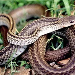Black-tail snake