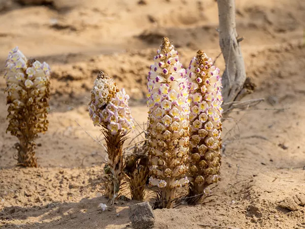 What the Desert-living cistanche plant looks like