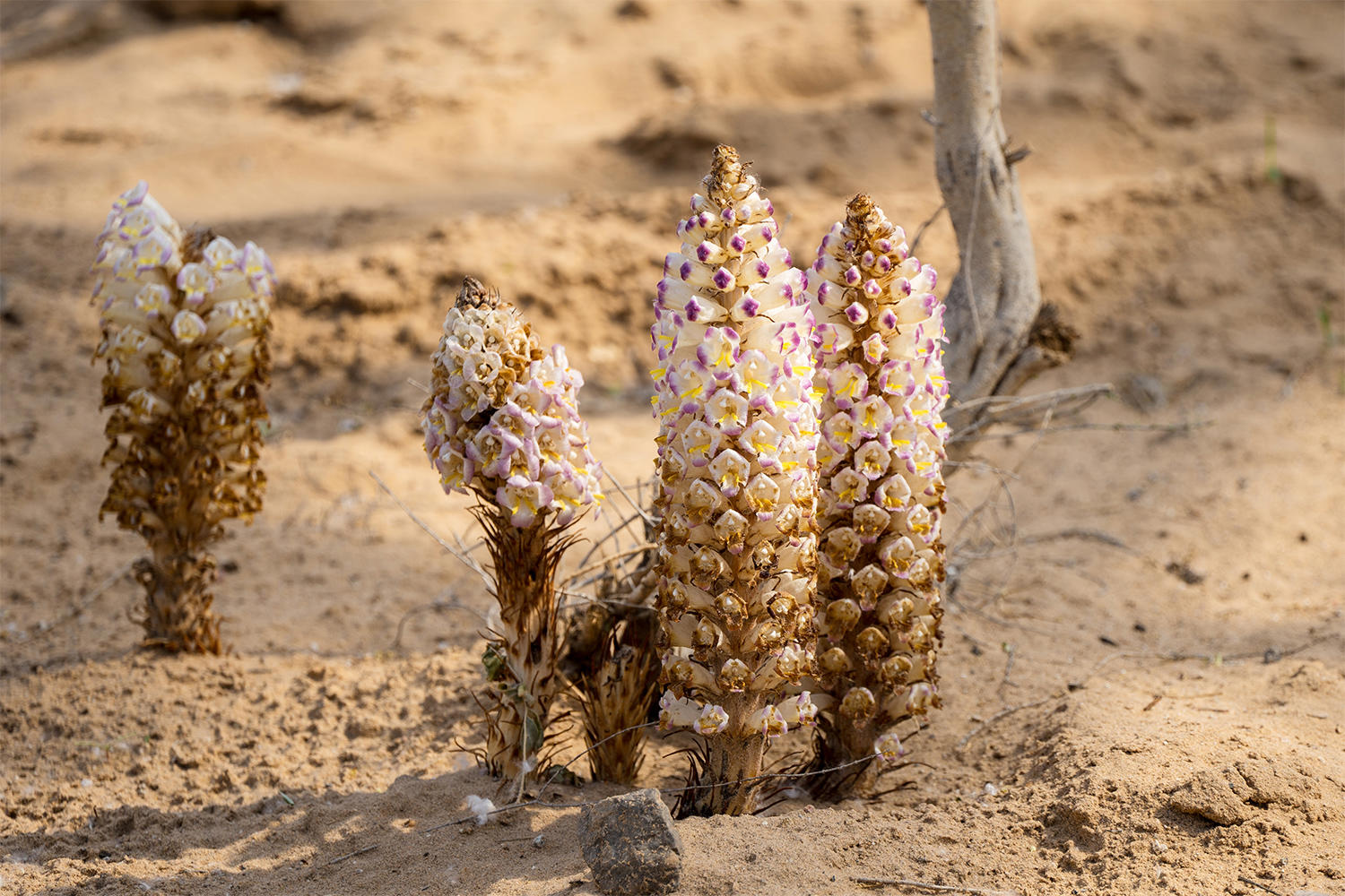 Rou Cong Rong (Desert-living cistanches) plant