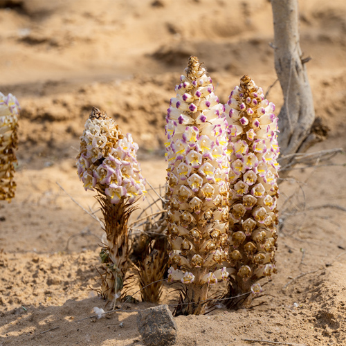 Rou Cong Rong (Desert-living cistanches) plant