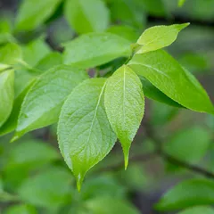Eucommia leaf