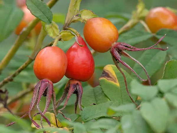 What the Amur rose fruit plant looks like