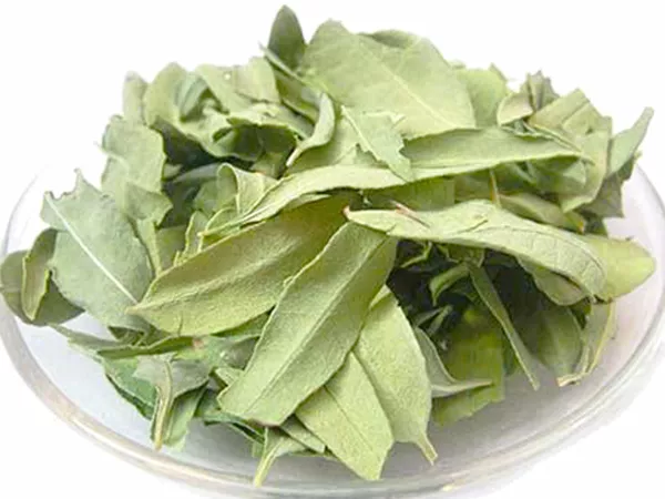 What Dogbane leaf looks like as a TCM ingredient