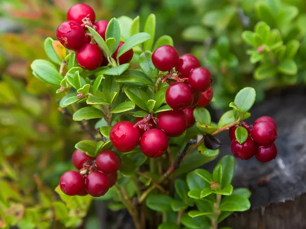 What the Lingonberry plant looks like