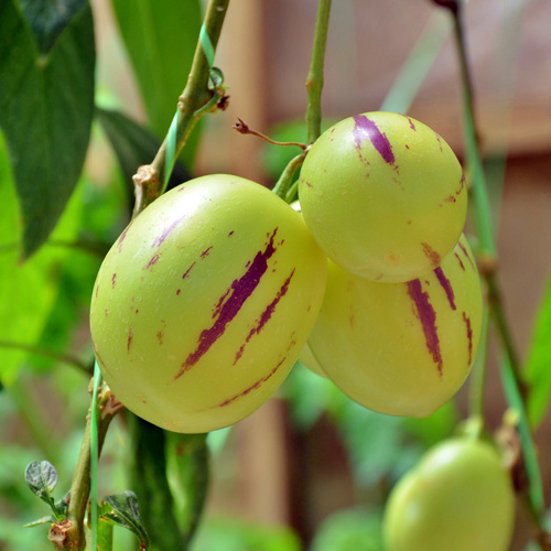 Ren Shen Guo (Pepino melons) plant