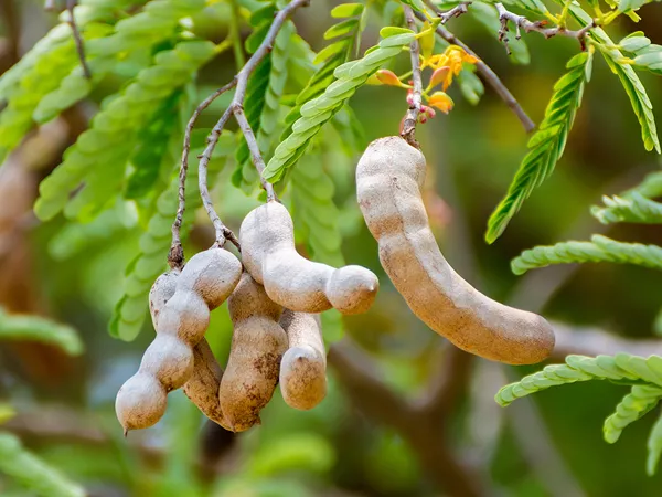 What the Tamarind fruit plant looks like