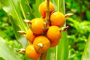 Cardamon fruits (Bai Dou Kou)
