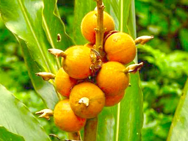 What the Cardamon fruit plant looks like