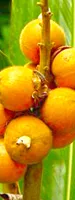 Cardamon fruits (Bai Dou Kou)
