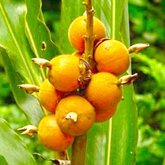Cardamon fruits