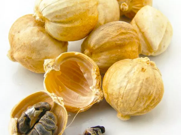 What Cardamon fruit looks like as a TCM ingredient