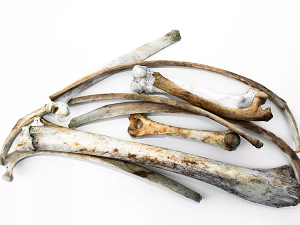 What Deer bone looks like as a TCM ingredient