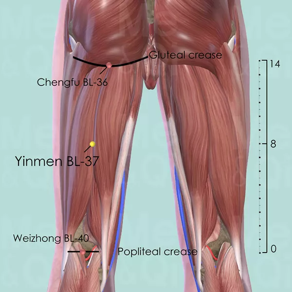 Yinmen BL-37 - Muscles view - Acupuncture point on Bladder Channel