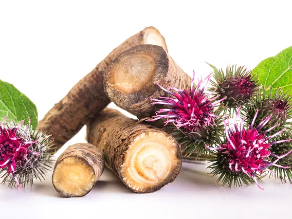 What the Greater burdock root plant looks like