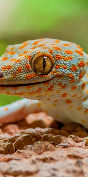 Tokay geckos (Ge Jie)