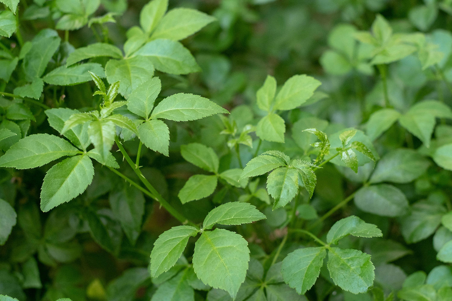Wu Jia Pi (Acanthopanax rootbarks) plant