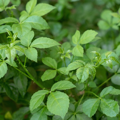 Wu Jia Pi (Acanthopanax rootbarks) plant