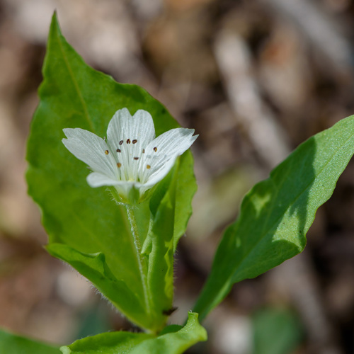 Tai Zi Shen (Crown prince ginseng) plant