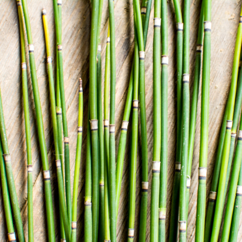 Mu Zei (Rough horsetail) plant