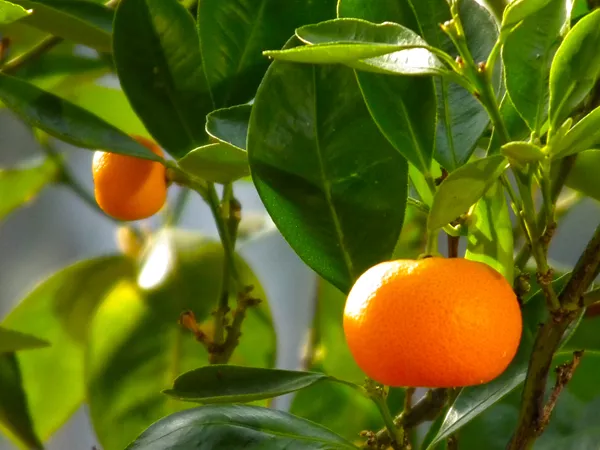 What the Red Tangerine Peel plant looks like