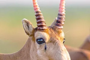 Saiga antelope's horns (Ling Yang Jiao)