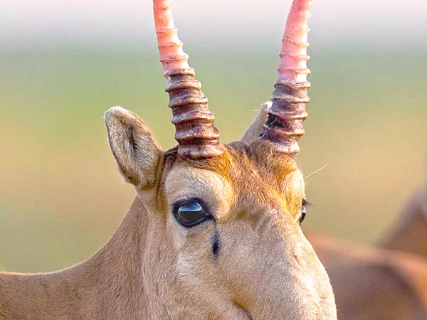 What the Saiga antelope's horn plant looks like