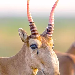 Saiga antelope's horns
