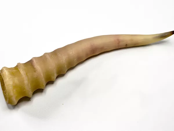 What Saiga antelope's horn looks like as a TCM ingredient