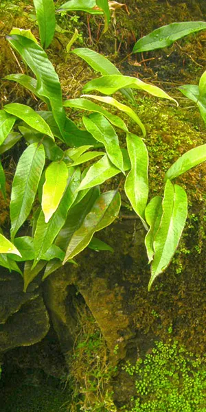 Pyrrosia leaves (Shi Wei)
