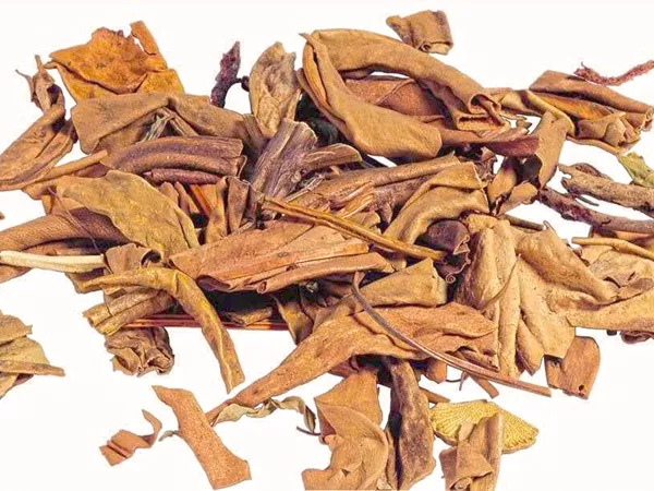 What Pyrrosia leaf looks like as a TCM ingredient