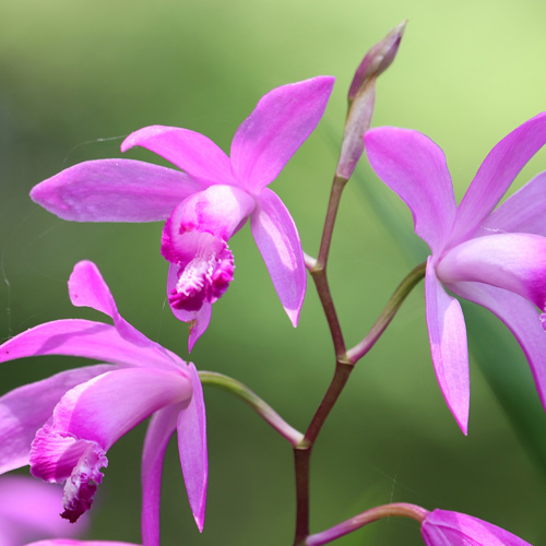 Bai Ji (Bletilla rhizomes) plant