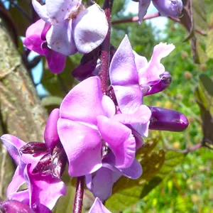 Hyacinth bean flowers (Bian Dou Hua)