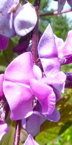 Hyacinth bean flowers (Bian Dou Hua)
