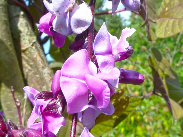 What the Hyacinth bean flower plant looks like