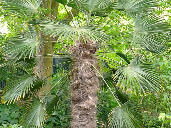 What the Windmill palm bark plant looks like